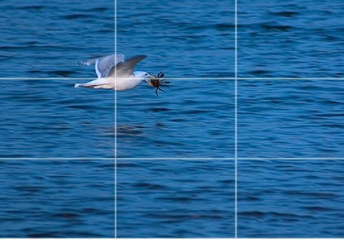 Bố cục khi chụp ảnh