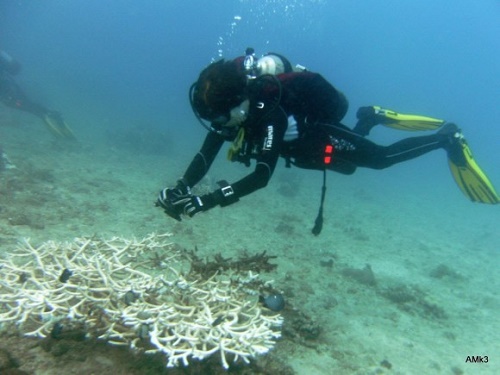 Lặn biển ở Cát Bà