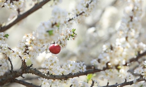 Quả mận trên cành mận