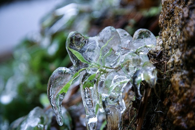 Thực vật bị đóng băng trên đỉnh Fansipan